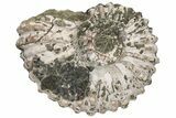 Bumpy Ammonite (Douvilleiceras) Fossil - Madagascar #224613-1